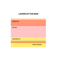 Human Skin Layers