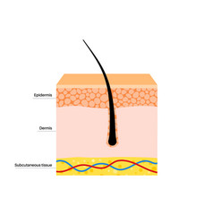 Hair And Skin Anatomy