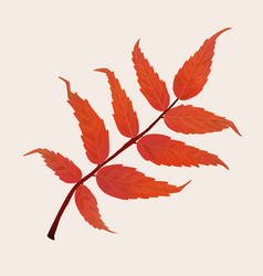 Hand Drawn Sumac Element Fall Leaf