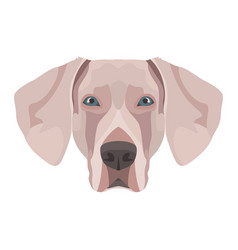 Weimaraner