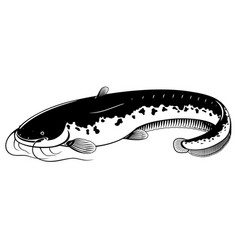 Wels Catfish Black And White