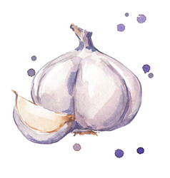 Fresh Garlic Watercolor Painting