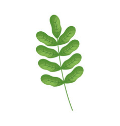 Moringa Leaves Icon