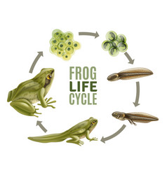 Frog Life Cycle Set