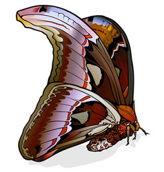 Atlas Moth