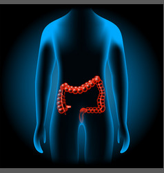 Large Intestine Into X-ray Blue Realistic Torso