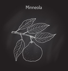 Mineola Citrus Tangelo Fruit