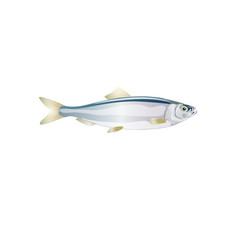 Herring Shad Baltic Fish For Design Seafood