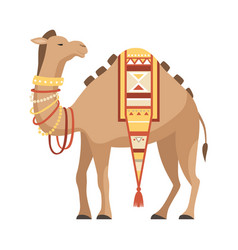 Dromedary One Humped Camel With Saddle Decorated