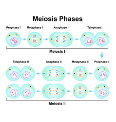 Meiosis Phases