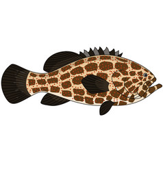 Grouper Fish