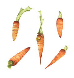 Set Of Carrot Watercolor