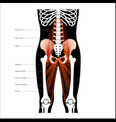 Muscular Pelvis Concept