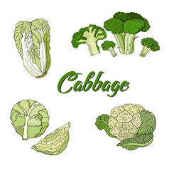 Types Of Cabbage White Broccoli