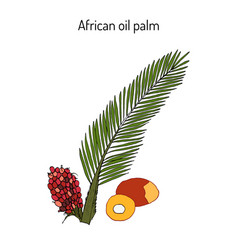 African Oil Palm Elaeis Guineensis Or Macaw-fat