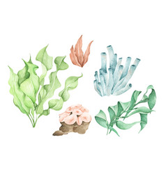 Sea Coral Elements Watercolor