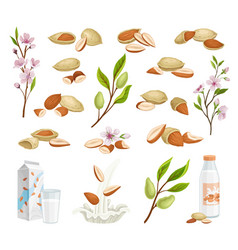 Almond Raw Nut With Blooming Branch And Milk