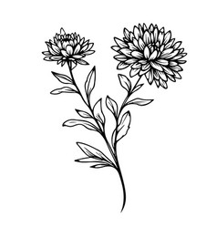 Aster Flowr Stock Outline Drawing September Birth