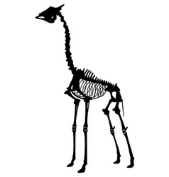 Silhouette An Animal Skeleton Giraffe