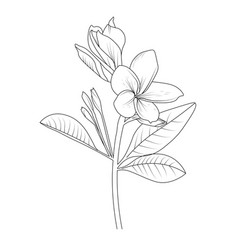 Easy Yellow Frangipani Plumeria Flower Drawing