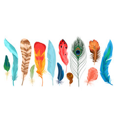 Feathers Set Bright Exotic Birds Plume Collection