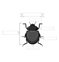 External Anatomy Of A Beetle Worksheet