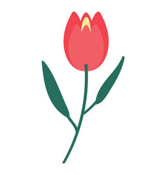 Flat Flower Tulip