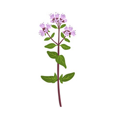 Drawing Wild Flower Oregano