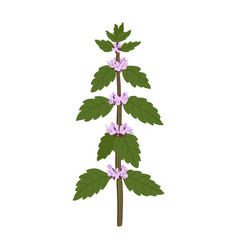 Drawing Wild Flower Mint