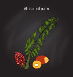 African Oil Palm Elaeis Guineensis Or Macaw-fat