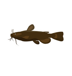 Catfish On White Background