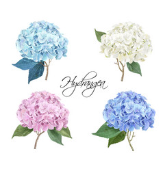 Hydrangea Realistic Set