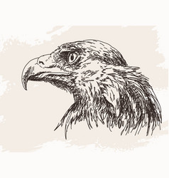 Golden Eagle Sketch Hand Drawn