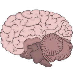 Human Brain The Structure