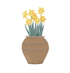 Potted Daffodil Plant First Spring Flowers