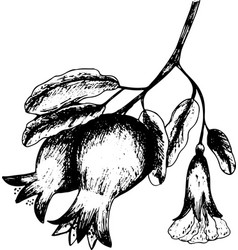 Hand Drawn Black Pomegranate With Flower