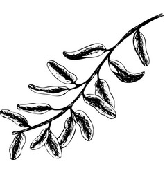 Hand Drawn Black Pomegranate Branch With Leaves