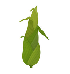 Corn Cob Green Young Cartoon Fruit