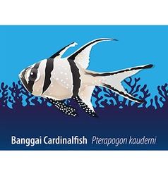 Banggai Cardinalfish Swimming In The Sea