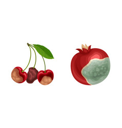 Decomposed Stinky Rotten Fruit With Cherry