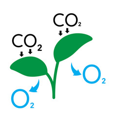 Photosynthesis Process In Flate