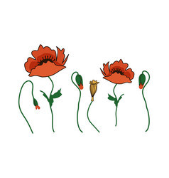 Red Poppy Flower With Buds And Seed Pods