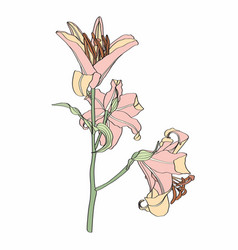 Pink Beige Lily Flower Branch With Bud And Leaves