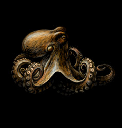 Octopus A Color Graphic Portrait