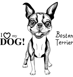 Sketch Dog Boston Terrier Breed Smiling