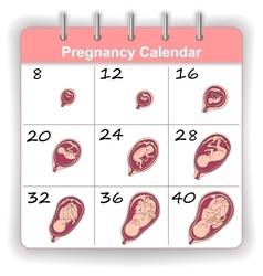 Embryo development month by month infographic Vector Image