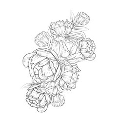 Doodle Art Peony Flower Tattoo Drawing Pencil