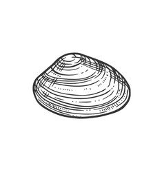 Sketch Sea Shell Engraved Marine Clam