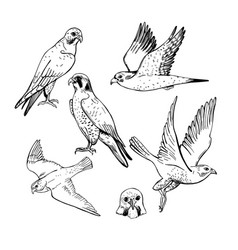 Peregrine Falcon Sketch