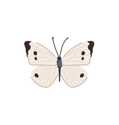 Animal Butterfly Cartoon